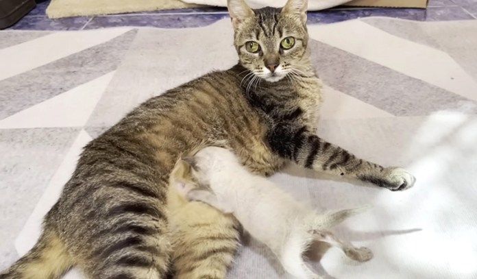 ミルクが飲みたい子猫