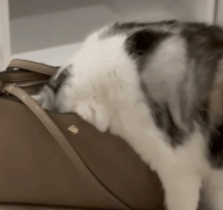 猫カフェとか行ってないでしょうね？ 飼い主の浮気を疑って荷物チェック！