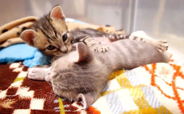 兄弟にちょっかいを出す子猫