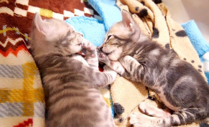 眠りにつく子猫達