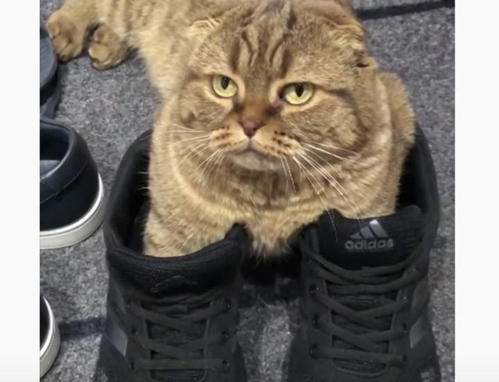 猫にも履けたよ！ 飼い主の運動靴がお気に入りに♪