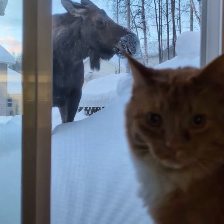 庭先にヘラジカ見つけた茶白猫、なんとかしろと飼い主を睨む