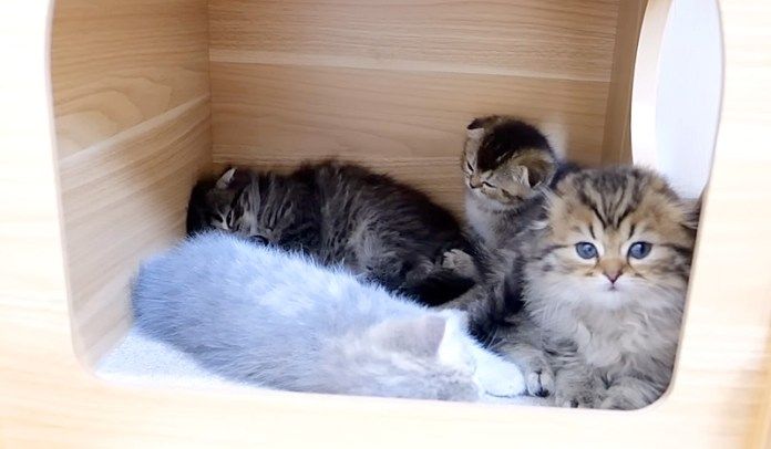 眠たくなった子猫達