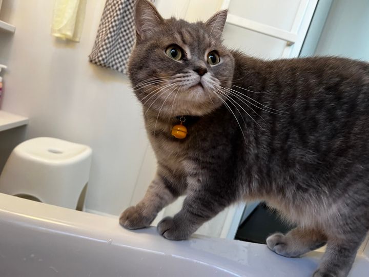 お風呂場をパトロールするブリティッシュショートヘアのいわしくん