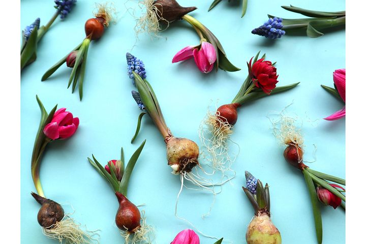 第一園芸が「1月おすすめフェア」開催