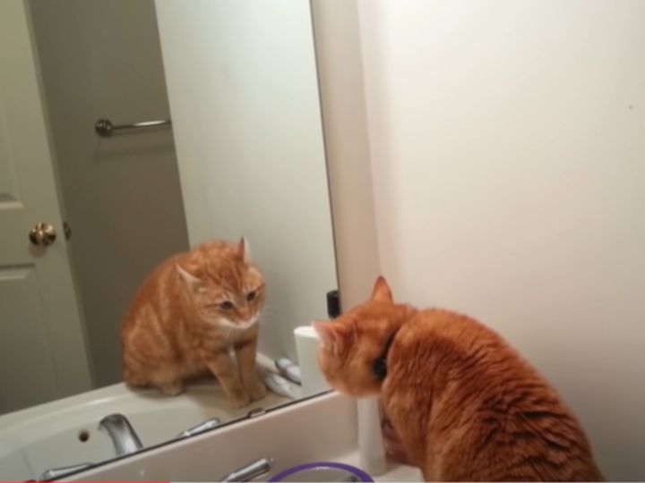 鏡に映る自分の姿を見つめる猫