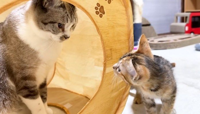 お互いに気になる先住猫と子猫