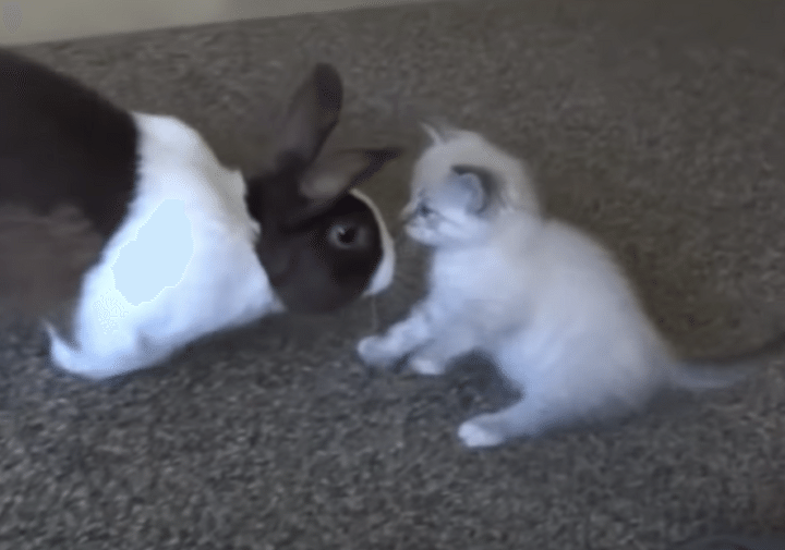 子猫「どうしてそんなにお耳が長いの？」うさぎさんが気になってしょうがない！