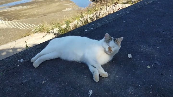 道端でカラスに囲まれお昼寝する猫、何があったとむっくりお目覚め