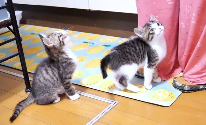 ご飯を催促する子猫達