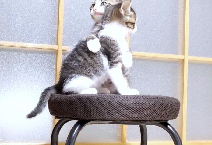 にゃんこ相撲をとる子猫達