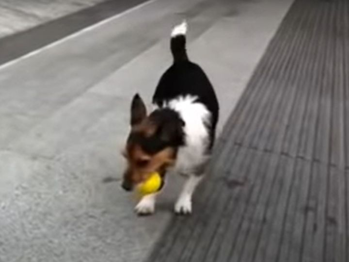 ボール遊びが得意なジャック・ラッセル・テリア