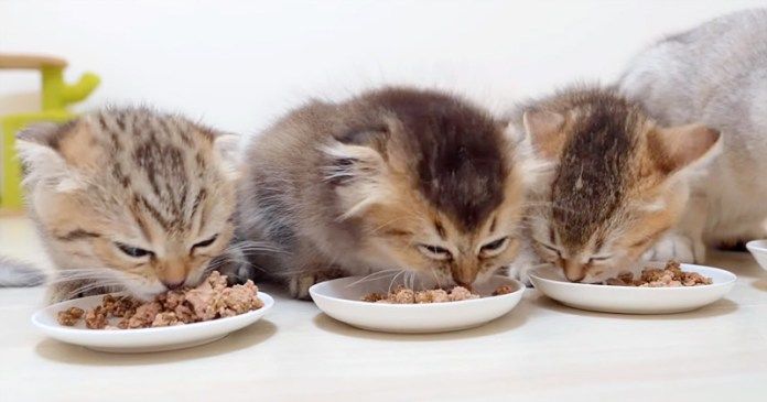 ご飯を食べる子猫達
