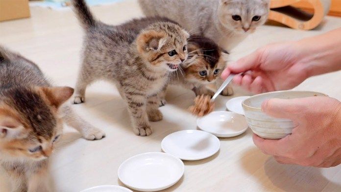 ご飯が待てない子猫達