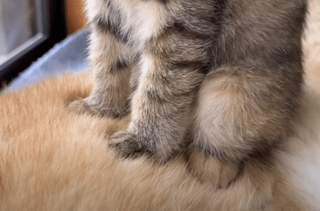 優しい先輩がいてよかった♡ 母親代わりの柴犬に甘える幸せそうな子猫。