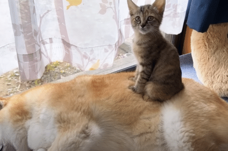 優しい先輩がいてよかった♡ 母親代わりの柴犬に甘える幸せそうな子猫。