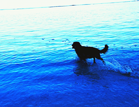 愛犬とのリゾート満喫イメージ画像