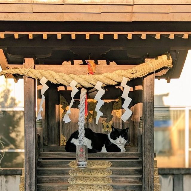 神社の祠の中で日向ぼっこしている猫