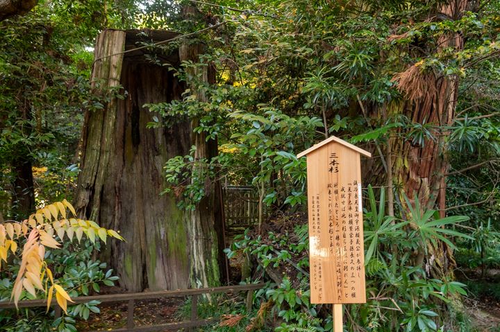 少し離れないと全体像が見えないほど巨大