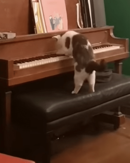えっ？ 猫がピアノを弾いている！ 後姿がとってもかわいい♡