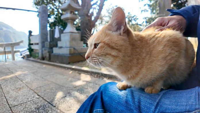 神社で出会った猫