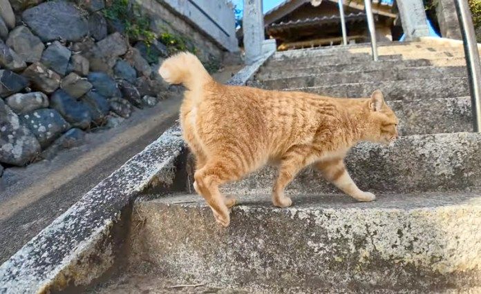 階段を一緒に登る猫