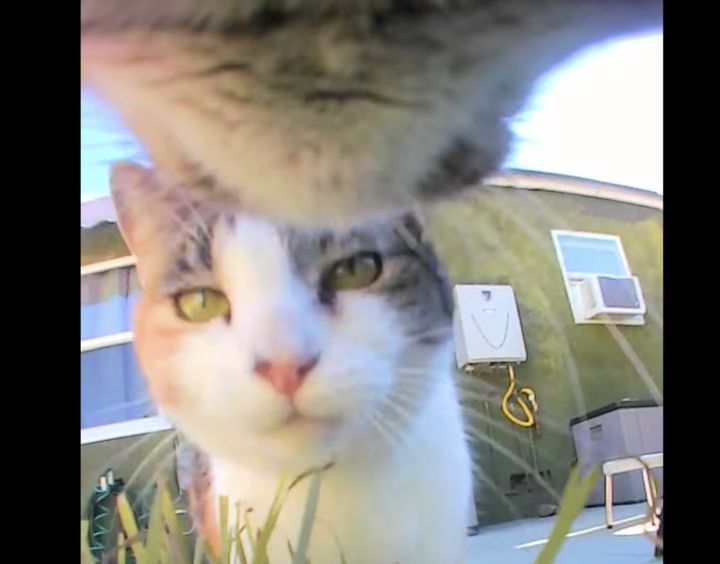 猫目線だとこんな感じ！！ 鼻チューも至近距離で見れる♡