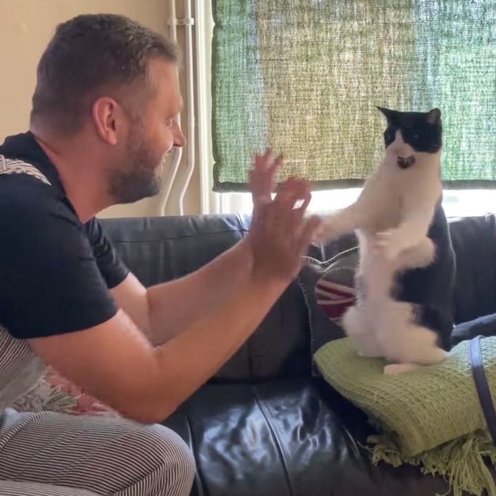 飼い主と手遊びする猫中腰で、せっせっせーのよいよいよい