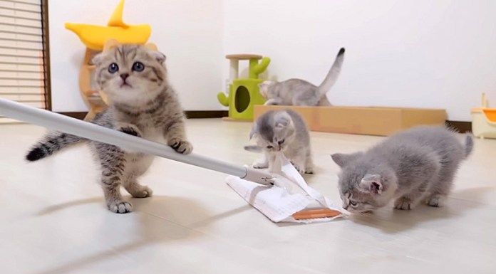 掃除を手伝う子猫達
