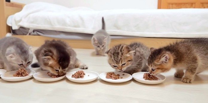 ご飯を食べる子猫達