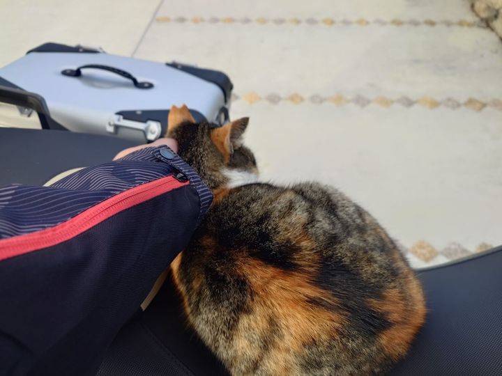 バイクに乗るさくら猫