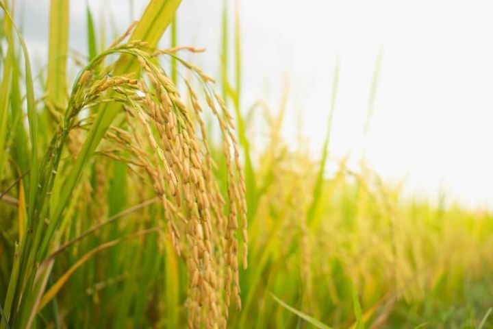 豊かに育った稲