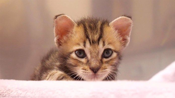 ミルク待ちする子猫