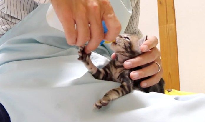 ミルクを飲む子猫