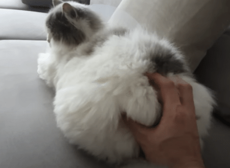 モフモフ猫の背中、触ってみたら可愛い反応が見れた♪