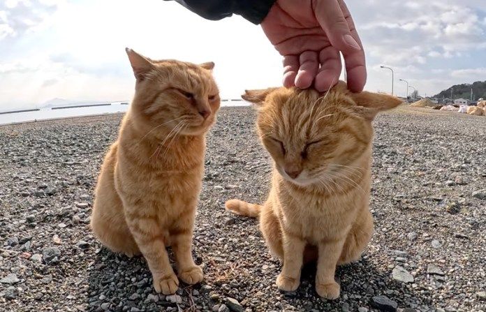 そっくりな猫達