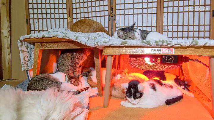 温熱の炬燵の魔力に寝落ちする猫、頭がだんだん床にめり込む