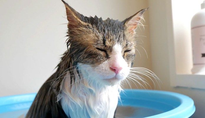 お風呂でくつろぐ猫