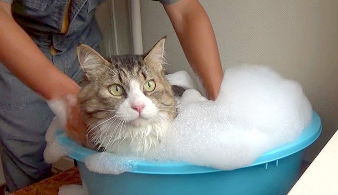 お風呂に入る猫