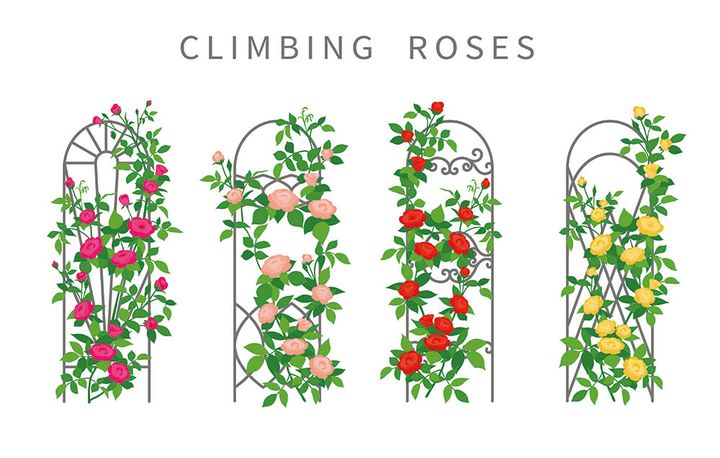 つるバラのオベリスク