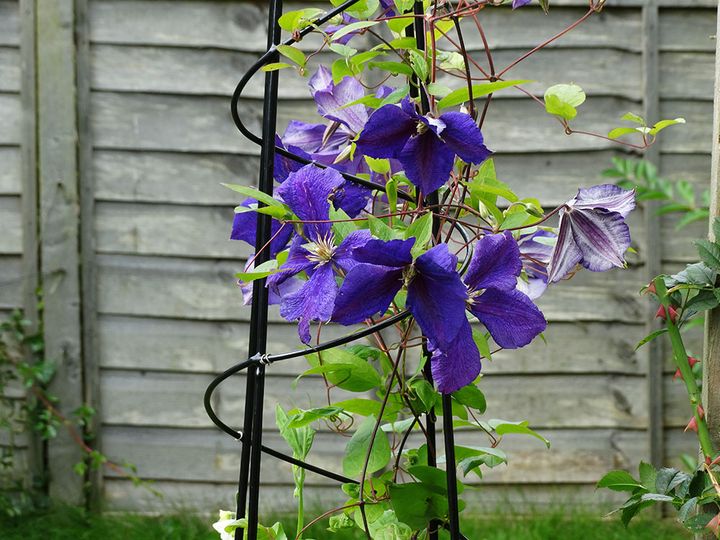 クレマチスのオベリスク
