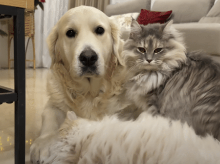 猫たちにとっても愛されている犬さん、仲良い毛づくろいタイムにほっこり。