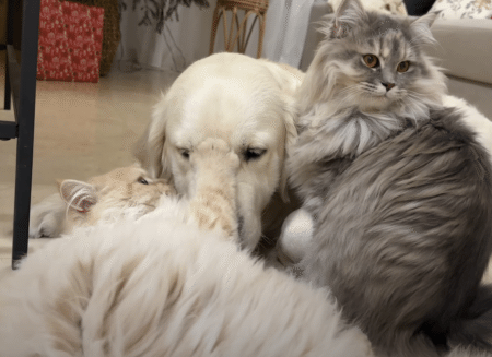 猫たちにとっても愛されている犬さん、仲良い毛づくろいタイムにほっこり。