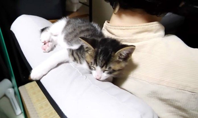背もたれの上で眠る子猫