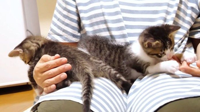 膝の上の子猫達