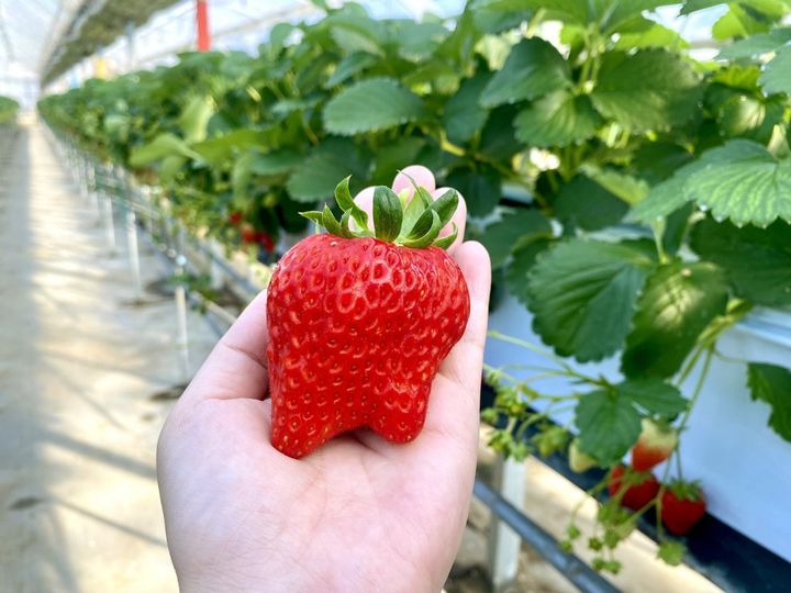 ご利益満点！まるで工芸品のような遠州名物「亀まんじゅう」【旅するデザイナーがおすすめする旅先でのお土産たち！】