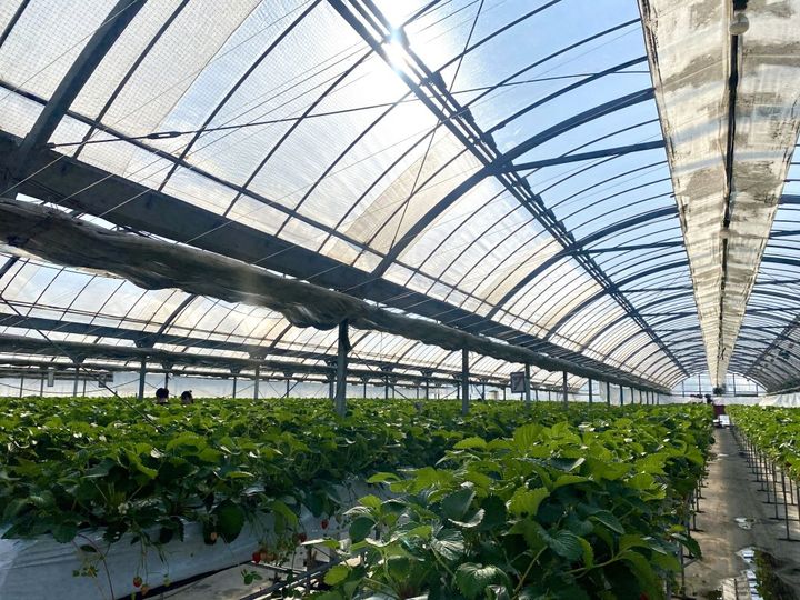 ご利益満点！まるで工芸品のような遠州名物「亀まんじゅう」【旅するデザイナーがおすすめする旅先でのお土産たち！】