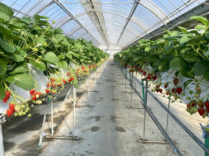 ご利益満点！まるで工芸品のような遠州名物「亀まんじゅう」【旅するデザイナーがおすすめする旅先でのお土産たち！】