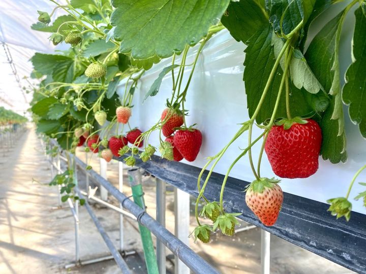 ご利益満点！まるで工芸品のような遠州名物「亀まんじゅう」【旅するデザイナーがおすすめする旅先でのお土産たち！】