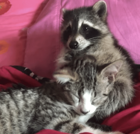 「撮影中だよ！起きてっ！」 子猫を起こしたいアライグマさん。